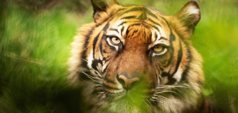 India Doubles Wild Tiger Population in Just 10 Years