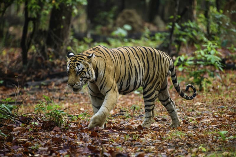 Wild Bengal tiger walking through lush green forest in Indian nature reserve