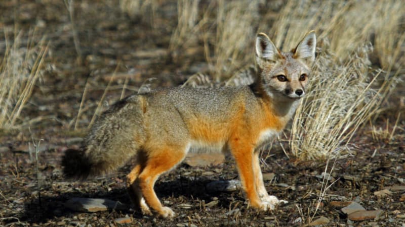 Oregon House Passes Wildlife Conservation Funding Bill