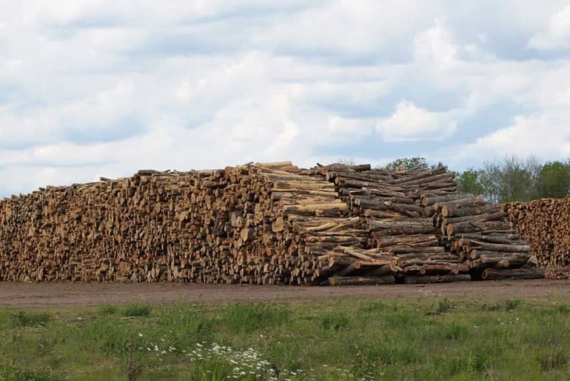 Montana Buries 10M Pounds of Fire-Killed Trees to Fight Climate - Image 2