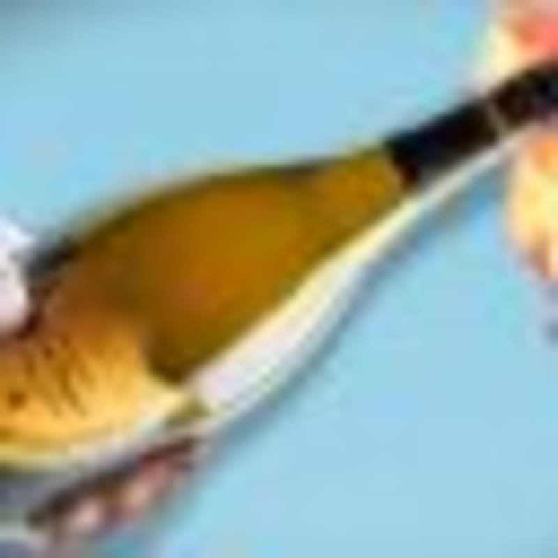 Blue Whale Spotted in Argentina Marine Park for First Time - Image 3