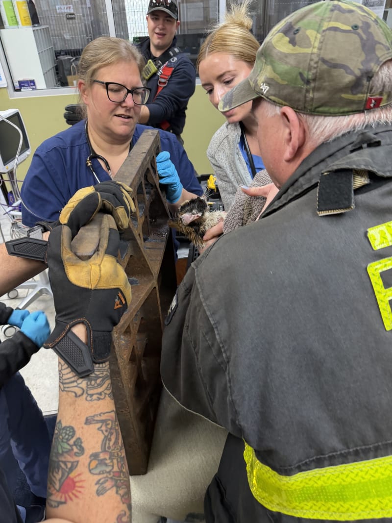 Heroic Indianapolis Firefighters and Veterinarians Team Up to Save Trapped Kitten - Image 5
