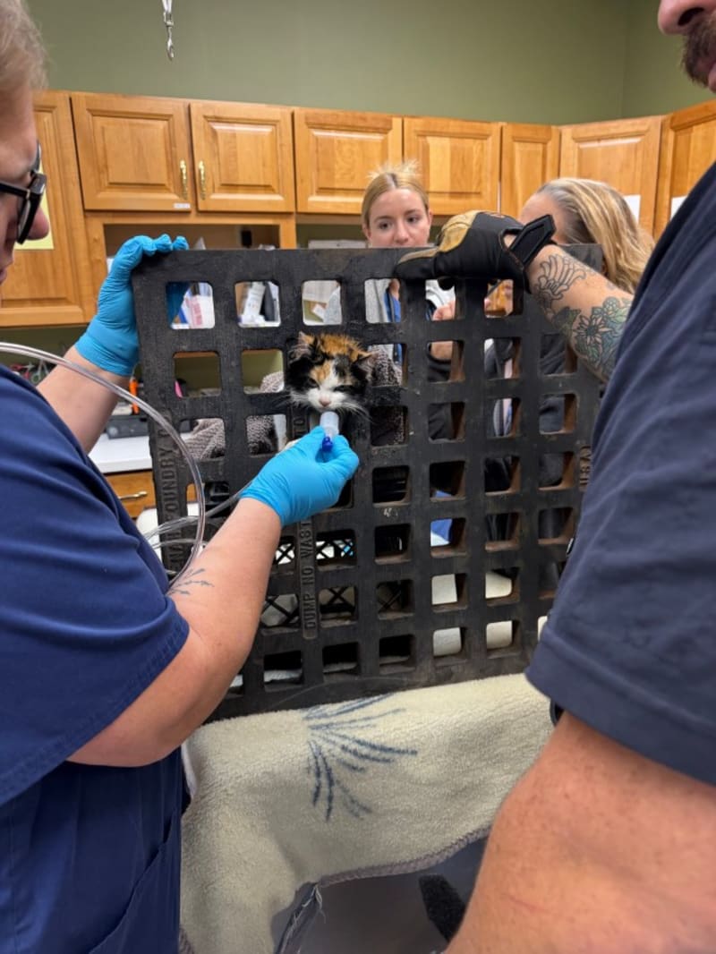 Heroic Indianapolis Firefighters and Veterinarians Team Up to Save Trapped Kitten - Image 2