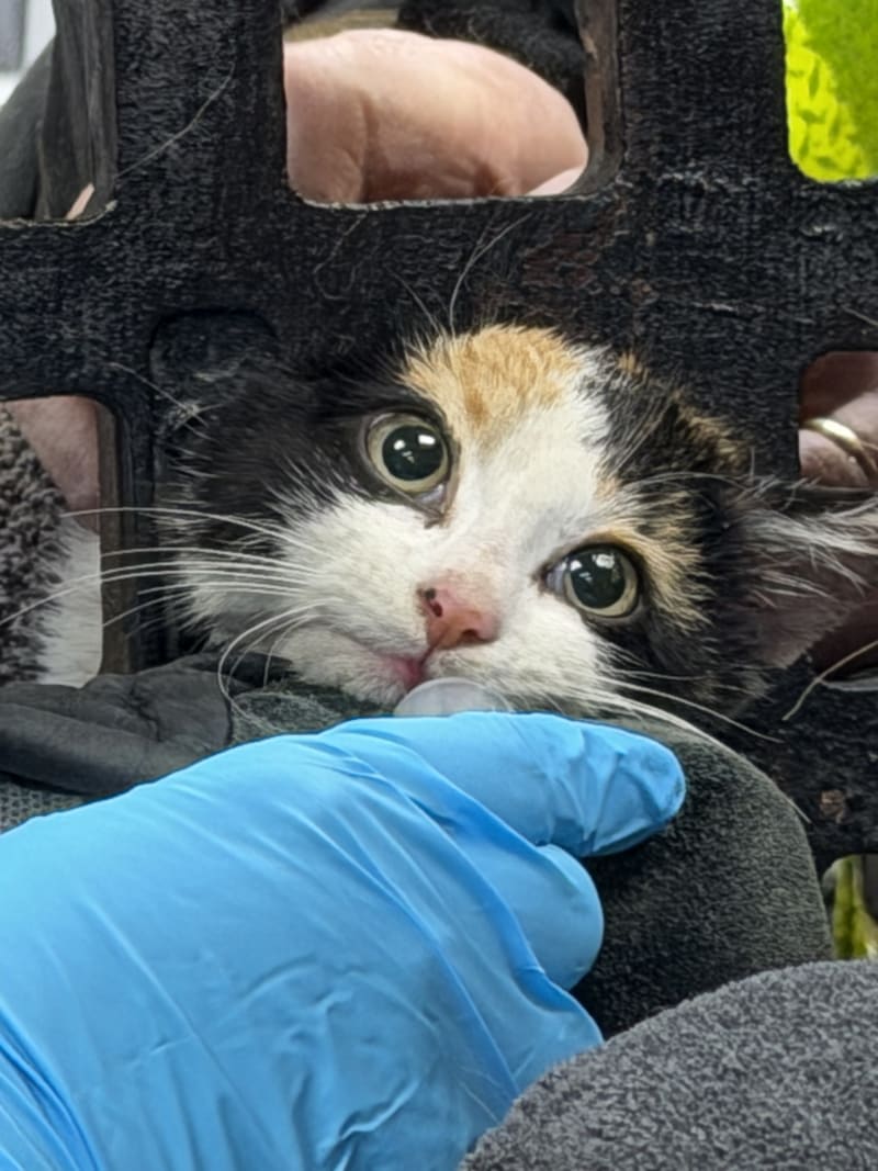 Heroic Indianapolis Firefighters and Veterinarians Team Up to Save Trapped Kitten - Image 3