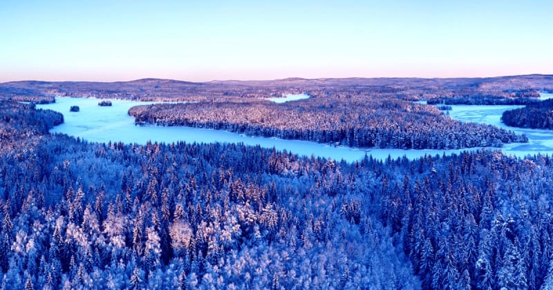 Boreal Forests Grow 12% and Shift North Over 36 Years