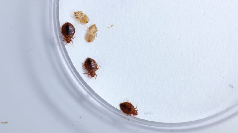 Scientists Find Bed Bugs' Greatest Fear: Plain Water