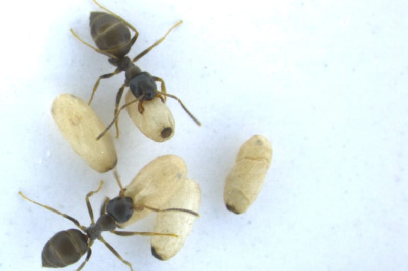 Scientists Find Bed Bugs' Greatest Fear: Plain Water - Image 5