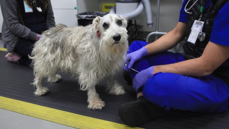 Oregon Dog Gets Rare Brain Surgery, Now Back to Daily Walks
