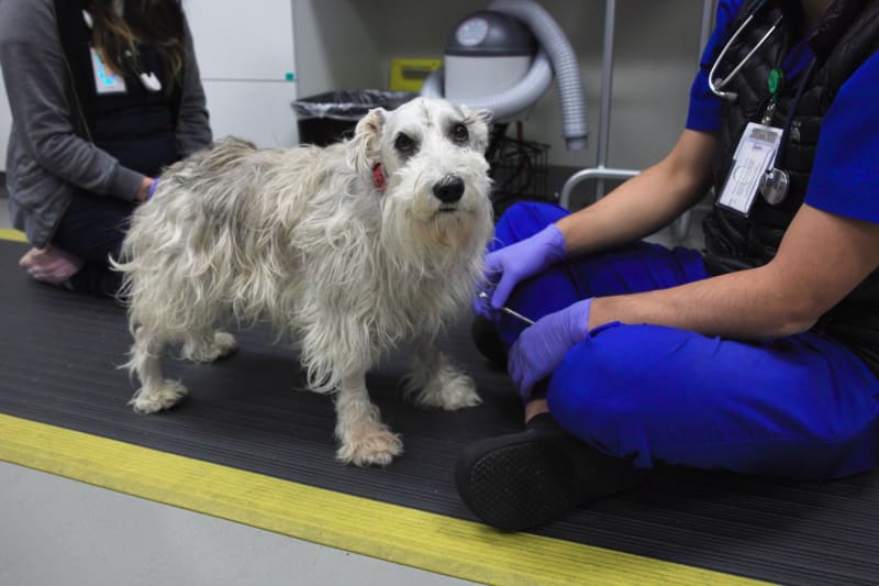 Oregon Dog Gets Rare Brain Surgery, Now Back to Daily Walks - Image 2