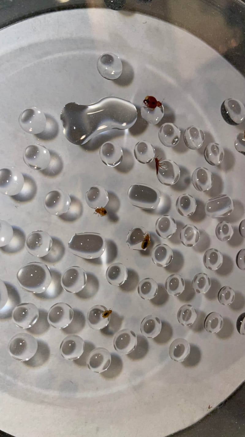 Scientists Find Bed Bugs' Greatest Fear: Plain Water - Image 2