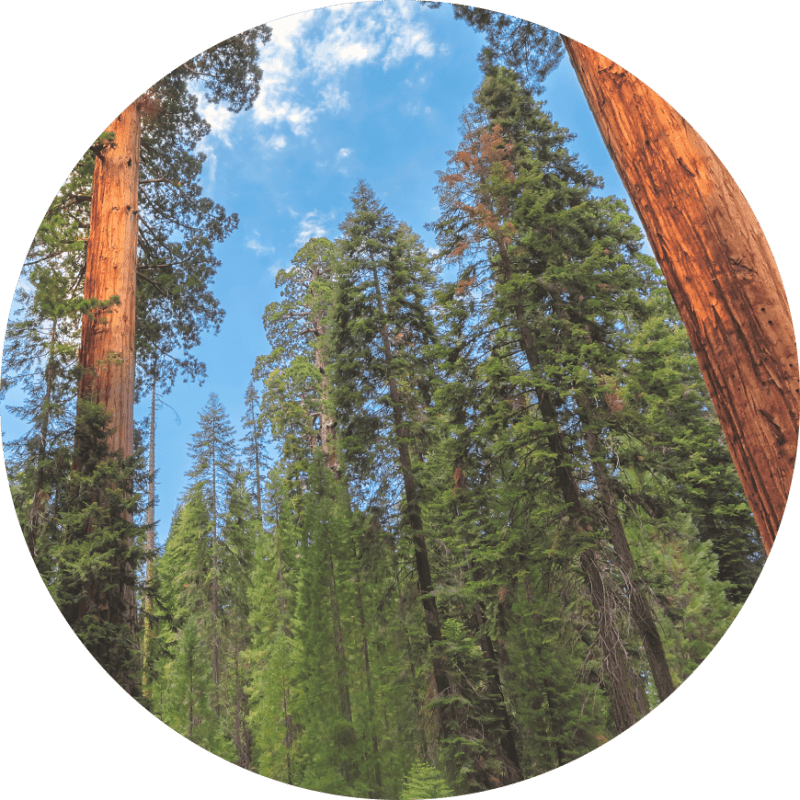 California Opens $3M Fund to Save Endangered Species