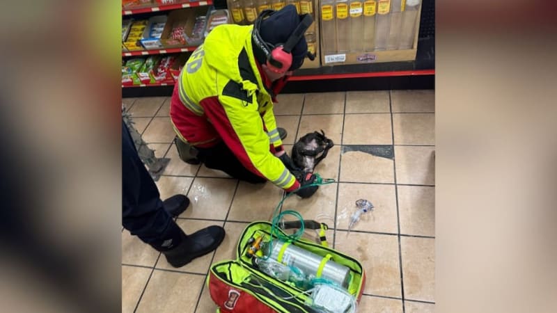 Firefighter Adopts Puppy He Saved From Burning Car - Image 2