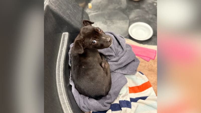 Firefighter Adopts Puppy He Saved From Burning Car - Image 3