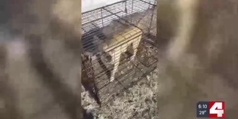 Injured Stray Dog Dumpling Rescued From Illinois Cold