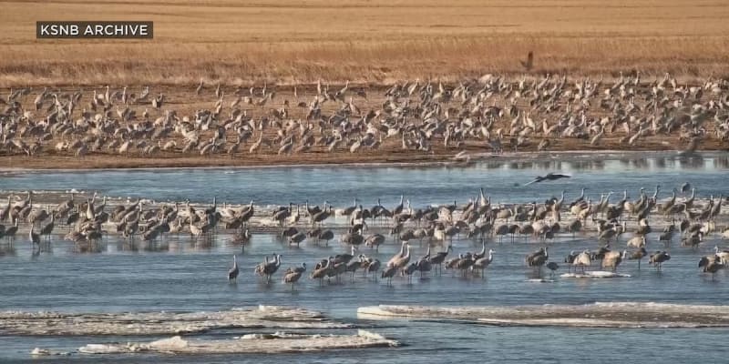Nebraska Town Plans Wind Energy Around Bird Migration