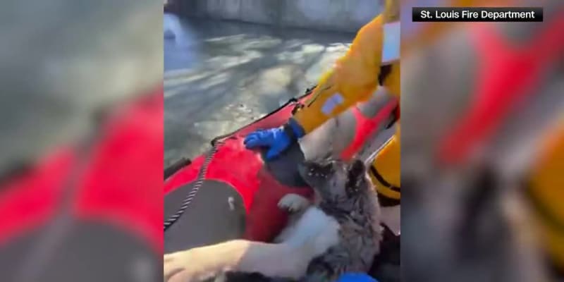 St. Louis Firefighters Save Dog From Icy Water