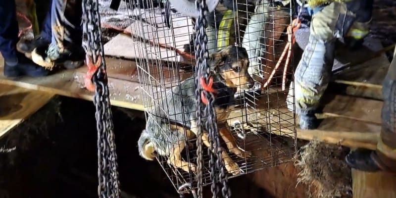 Firefighters Rescue Dog from 50-Foot Virginia Well