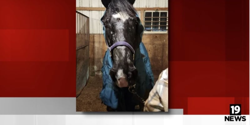 Ohio Police Wade Into Frozen Pond to Save Trapped Horse