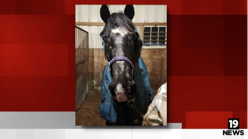 Ohio Police Wade Into Frozen Pond to Save Trapped Horse - Image 2