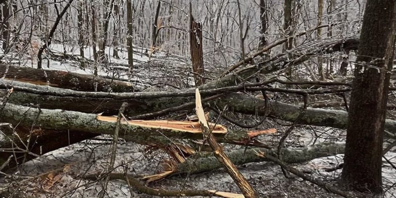 Volunteers clearing fallen branches and storm debris at scenic Radnor Lake State Park in Nashville