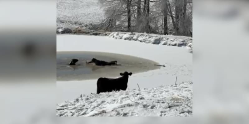 Tennessee Rancher Saves Bull from Icy Pond After Storm
