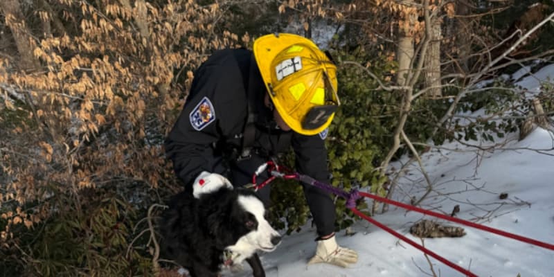 Firefighters Save Dog From Icy Virginia Ravine
