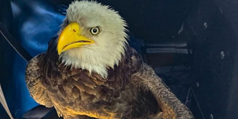 Bradenton Police Rescue Injured Bald Eagle in Traffic