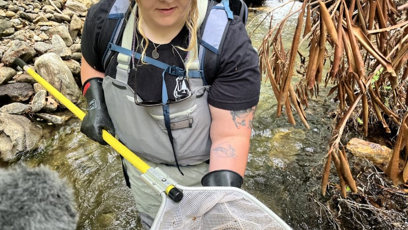 North Carolina Town Rallies to Save Beloved Hellbender - Image 2