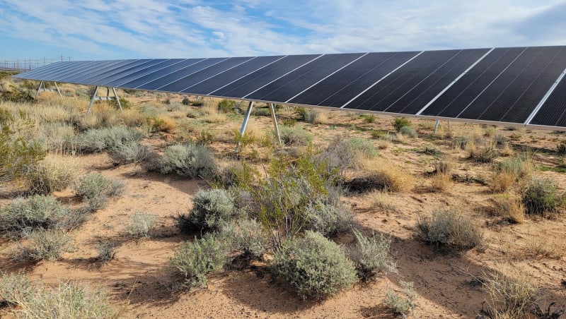 Solar Farm Boosts Rare Desert Plant by 675% - Image 2