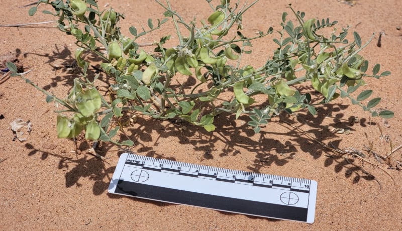 Rare threecorner milkvetch plants growing between solar panels in Nevada desert landscape