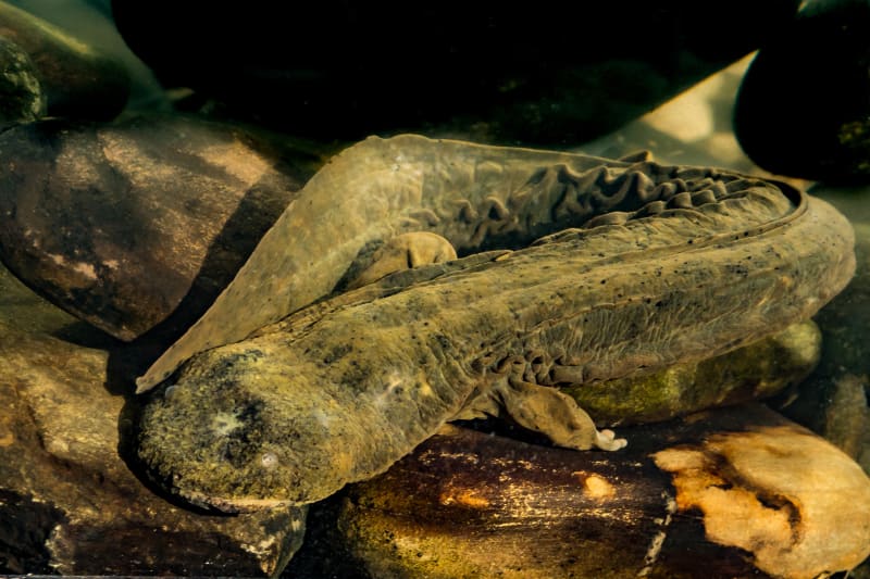 North Carolina Town Rallies to Save Beloved Hellbender