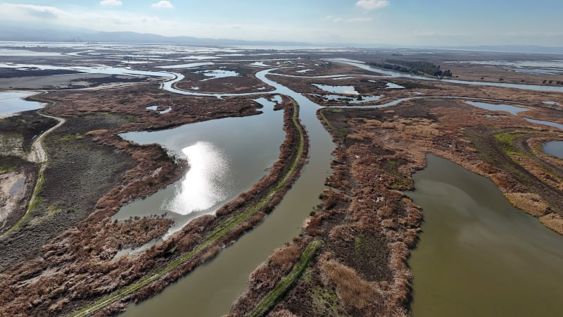 California Wetland Becomes Climate Lab After 20-Year Revival