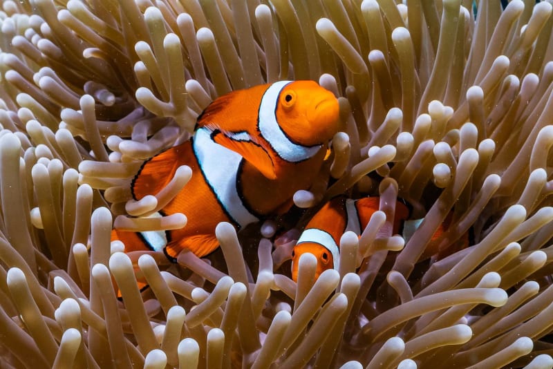 $300M Project Aims to Save Great Barrier Reef - Image 4