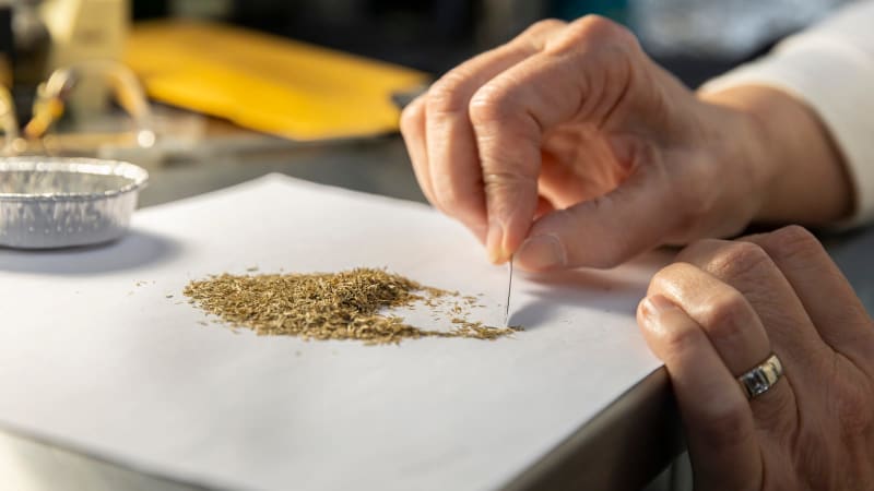 Volunteers at Chicago Botanic Garden carefully separate native plant seeds at metallic preparation table