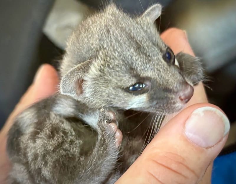 South Africa Centre Saves Wildlife From Deadly Wildfires