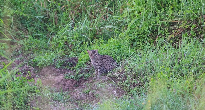 Kaziranga Finds 57 Fishing Cats in Landmark Study