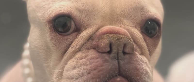 Brooklyn Nurse Rescues Stolen French Bulldog - Image 2