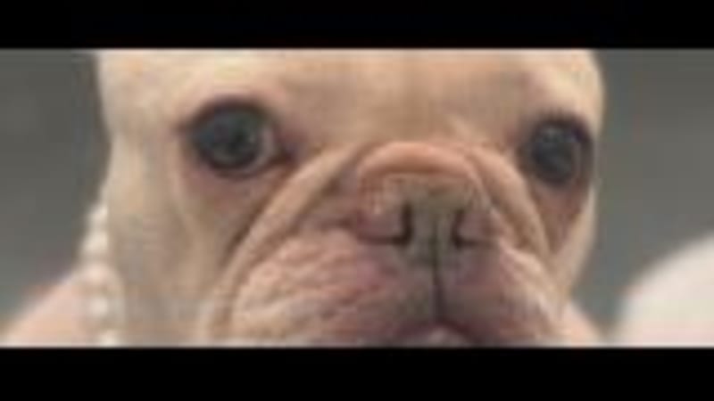 Brooklyn Nurse Rescues Stolen French Bulldog