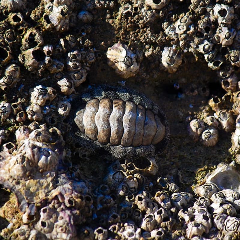 Scientists Find Spiky New Sea Creature Off Korea Coast - Image 3