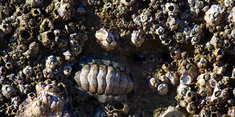 Spiky brown-green armored chiton mollusk with bristle tufts clinging to ocean rock surface