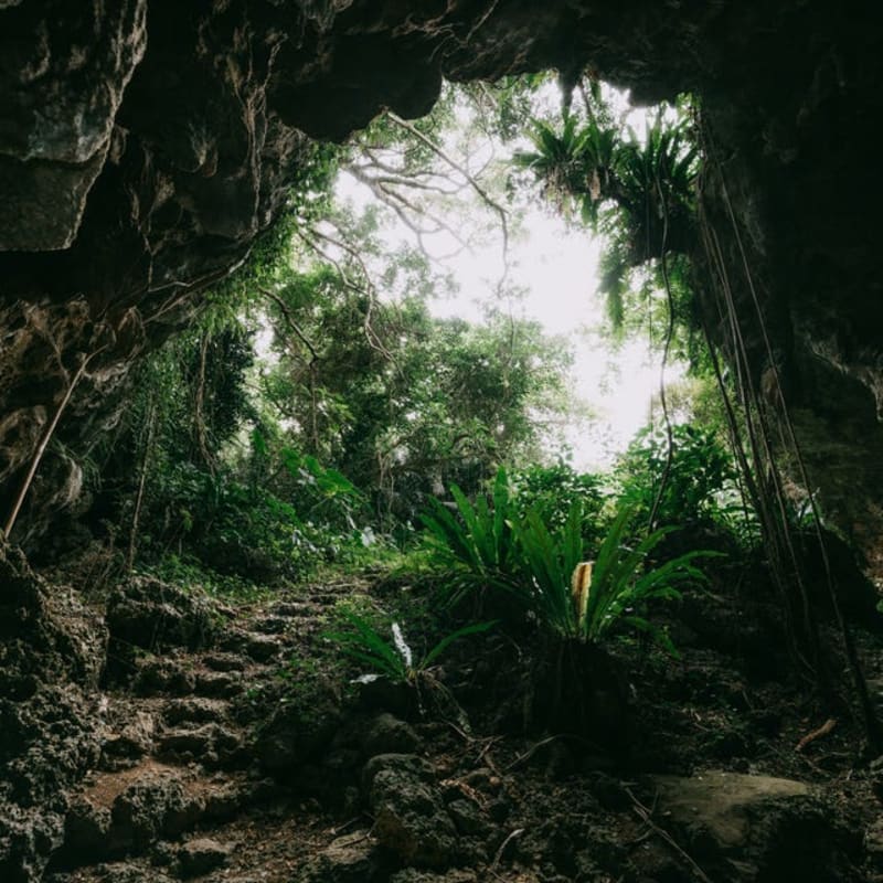 New Zealand Cave Reveals Million-Year-Old Lost World - Image 3