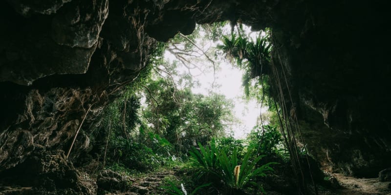 New Zealand Cave Reveals Million-Year-Old Lost World