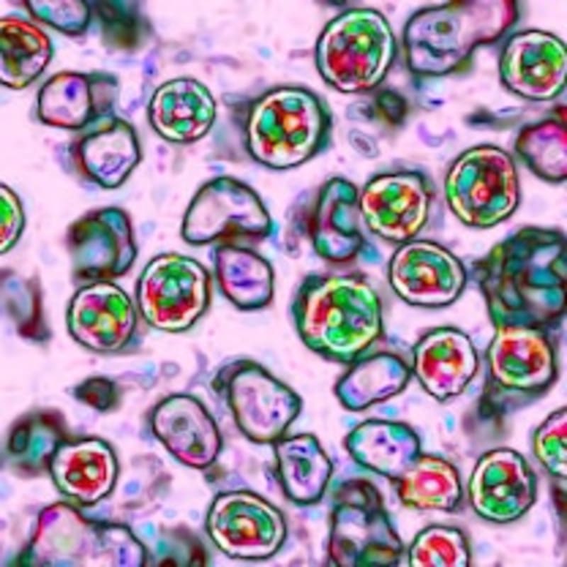 Indiana Football Wins First National Title, Goes 16-0 - Image 3