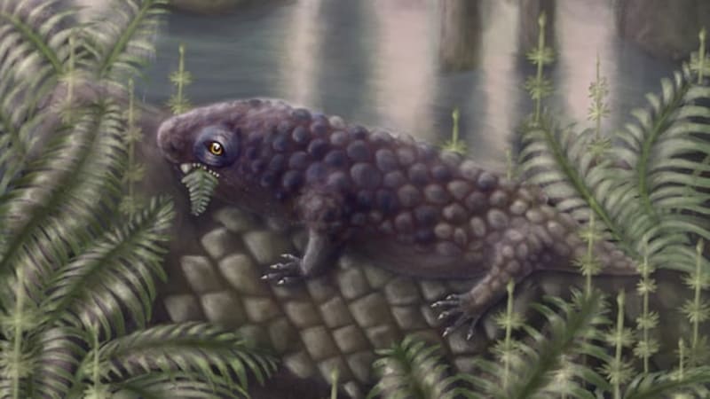 Football-Sized Fossil Rewrites Plant-Eating History