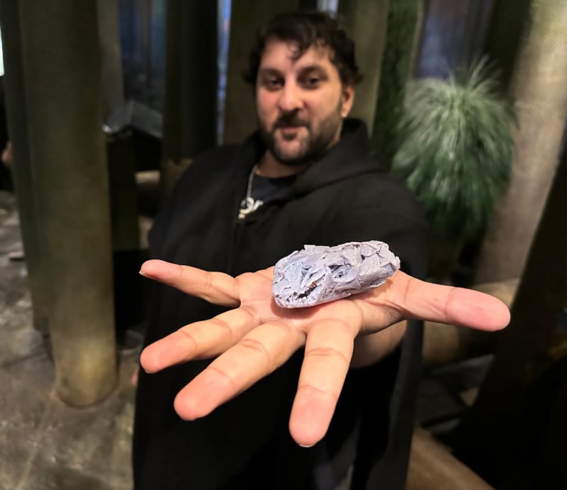 Football-Sized Fossil Rewrites Plant-Eating History - Image 3