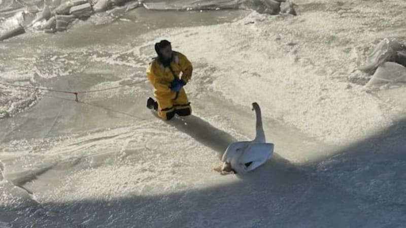 Firefighters Save Swan Frozen to Connecticut River for Days
