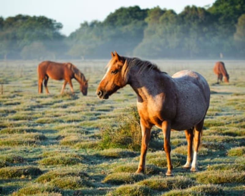 Italy Moves to Ban Horse Meat, Redefine Horses as Pets - Image 3