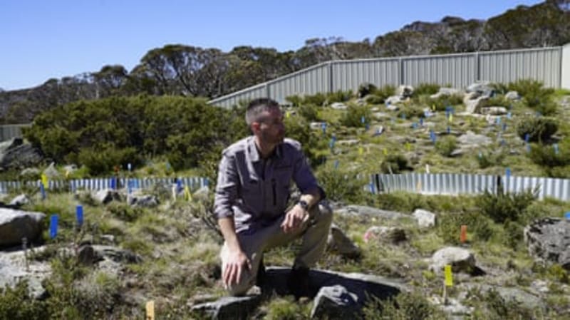 Pregnant Skink Could Save Her Species in Australia - Image 5