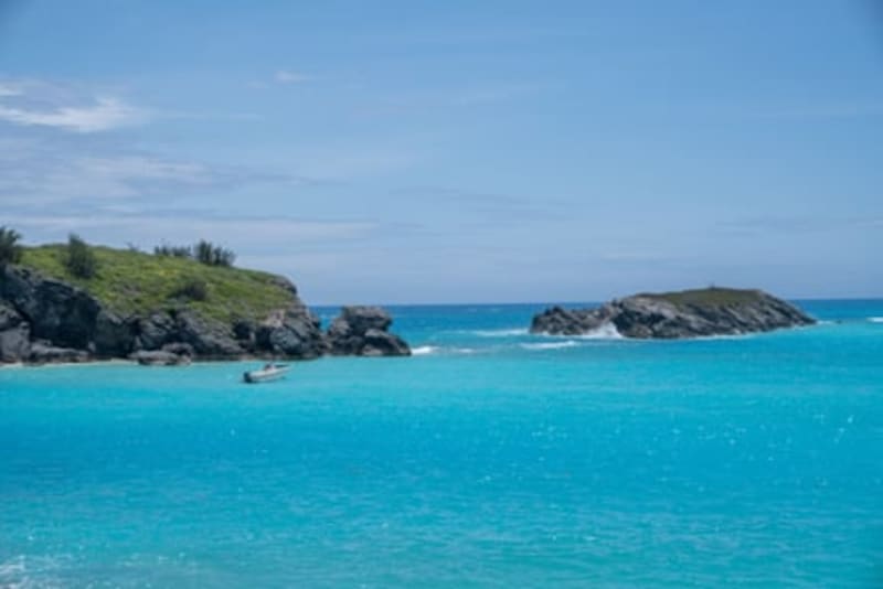 Bermuda Snail Saved From Extinction After 100K Released - Image 4