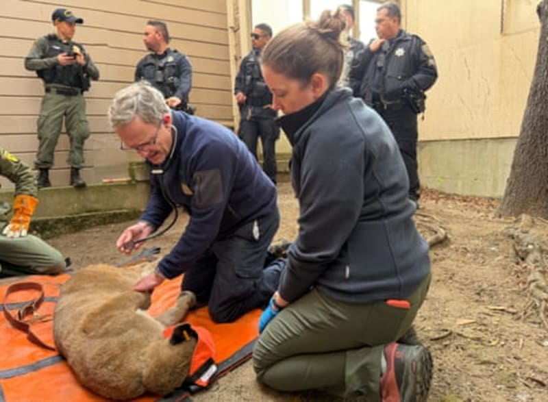 Coyote Photobombs Live TV Report on Mountain Lion Capture - Image 3